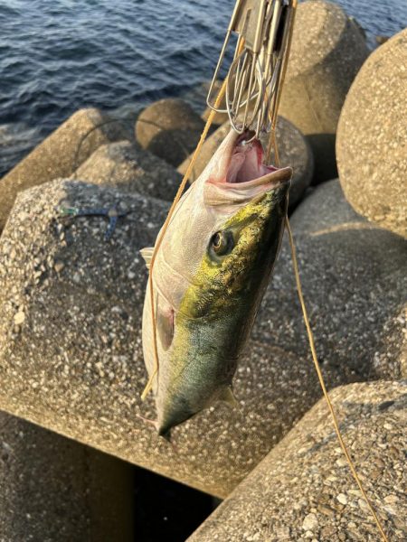 今日も時合い短し
