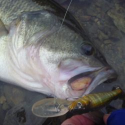 桜散る春のバス