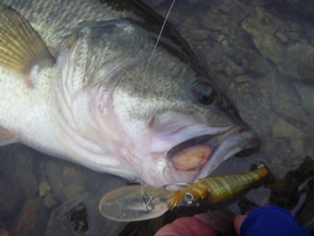 桜散る春のバス