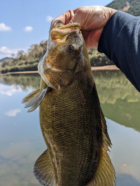 花見とバス釣り