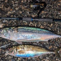 自作プラグで大型サバ、アジ