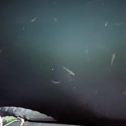 試行錯誤の爆釣アジング🐟