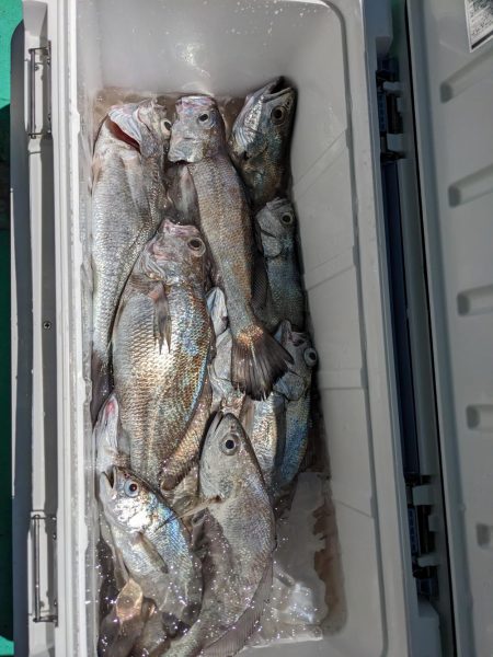 クログチ釣り（泉州丸）