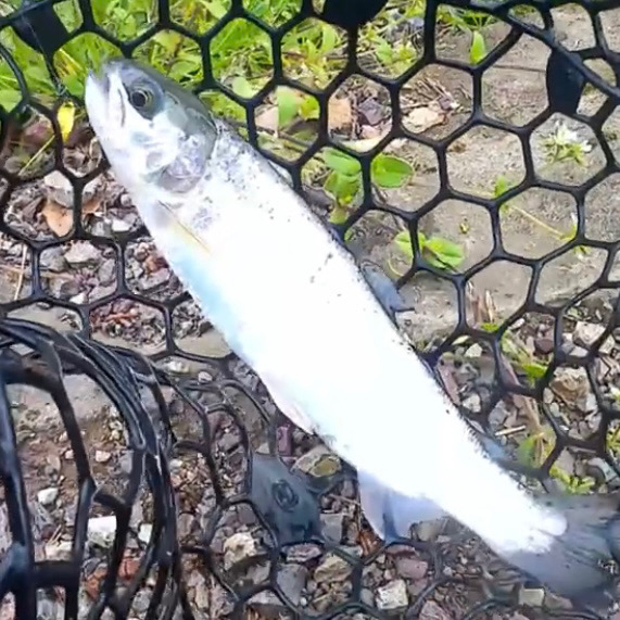 お昼からエリアトラウト