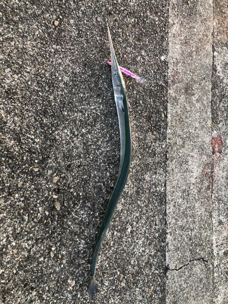 ダツ、恐るべし！