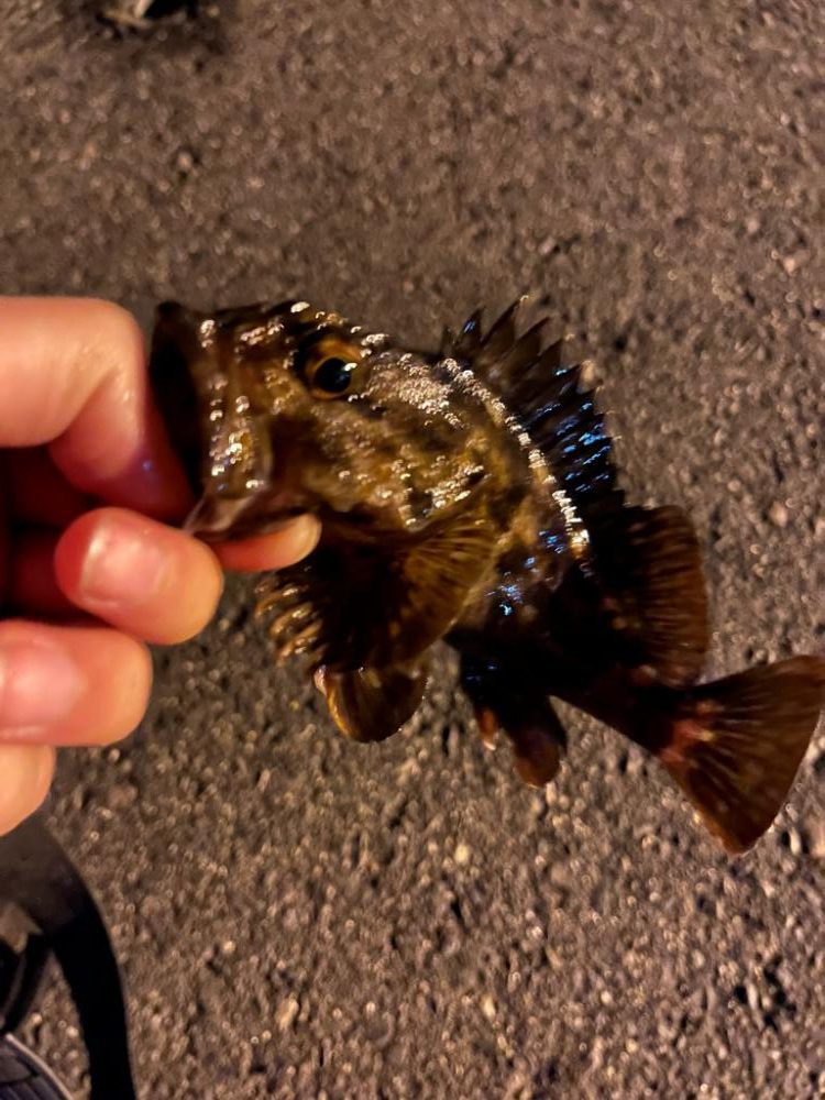 朝の四日市ライトゲーム