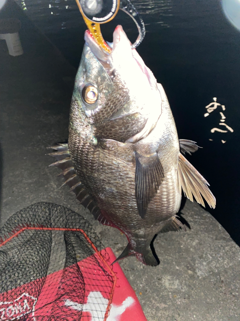 ヘチってきました