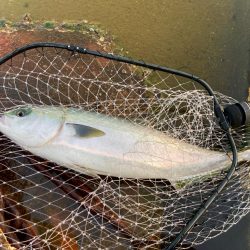 春メジロゲットしましたにゃー！