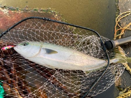 春メジロゲットしましたにゃー！