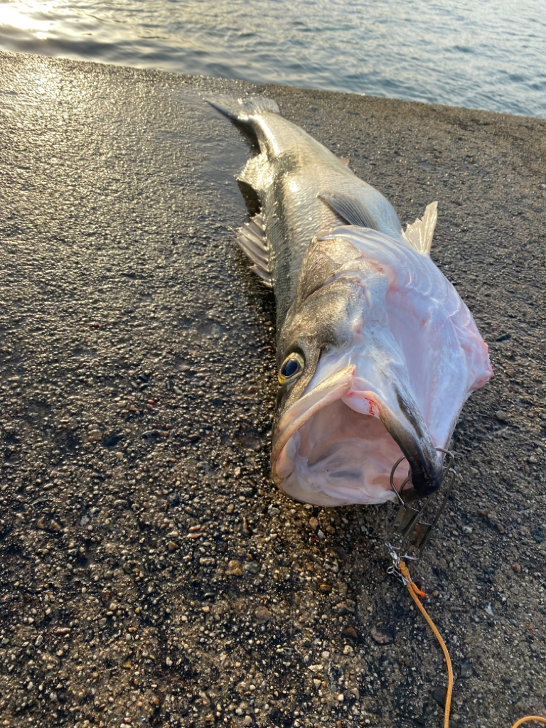 メーター級シーバス