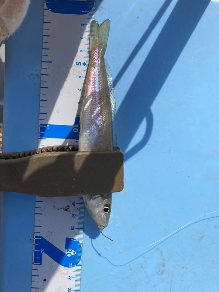 ライトキスゲーム