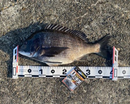 DAY1 南港のつり