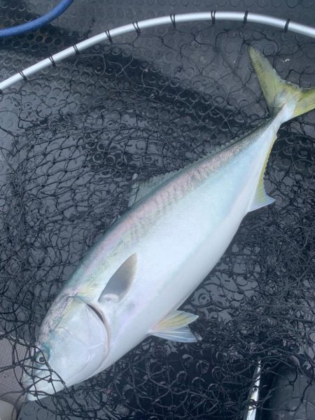 苦節4年 人生初のブリ！