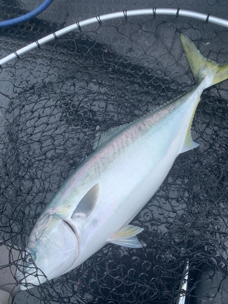 苦節4年 人生初のブリ！