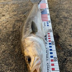 今年初ランカー