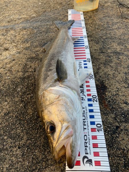 今年初ランカー