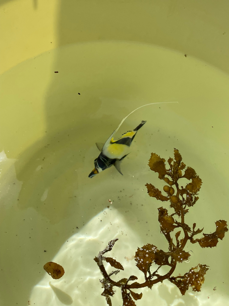 渋いねー。準備不足！