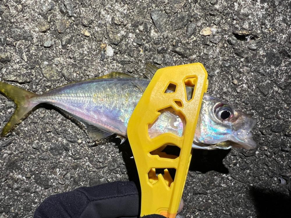 鯵を探して三千里 Vol.39