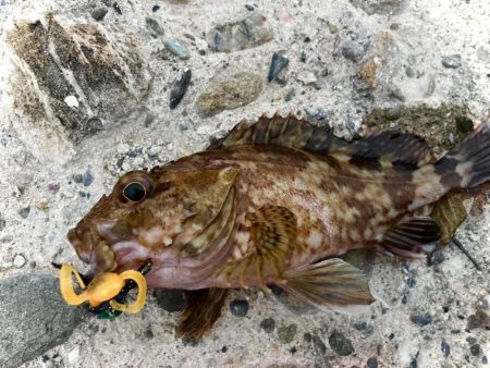 チヌゲー空振りしましたにゃー。