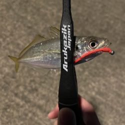 アジング良い感じ