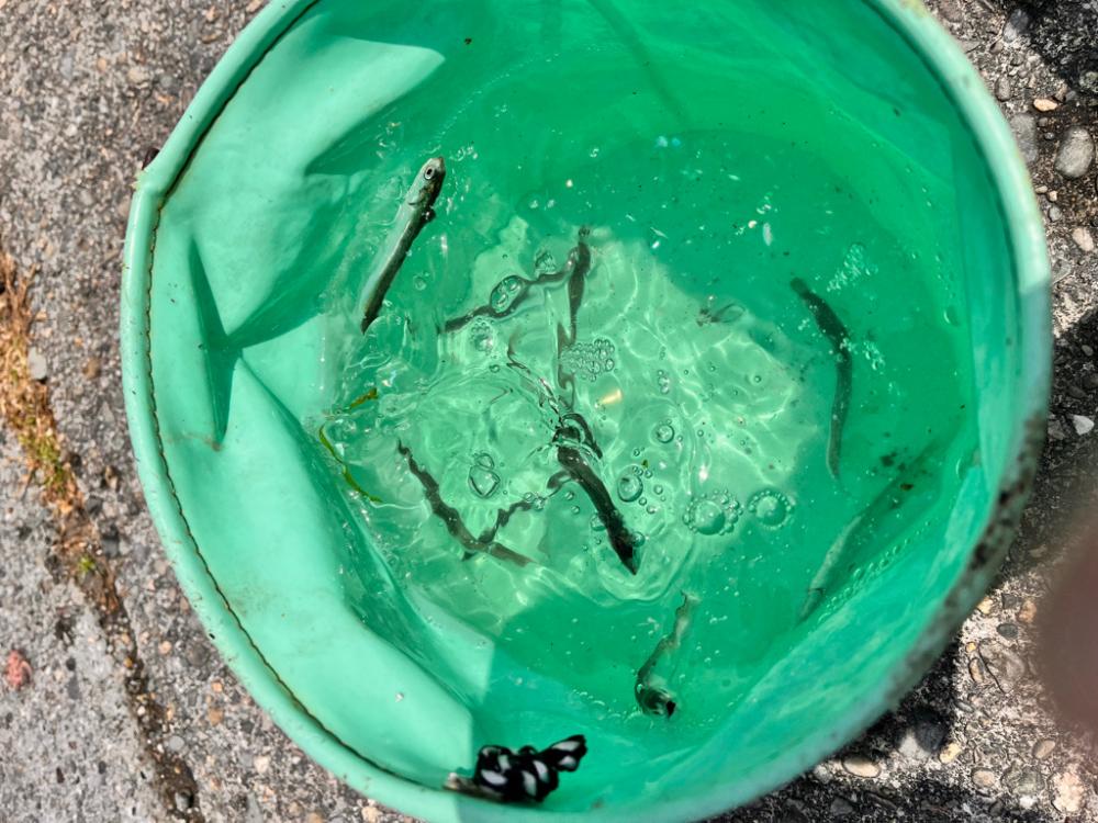 サビキ釣りに