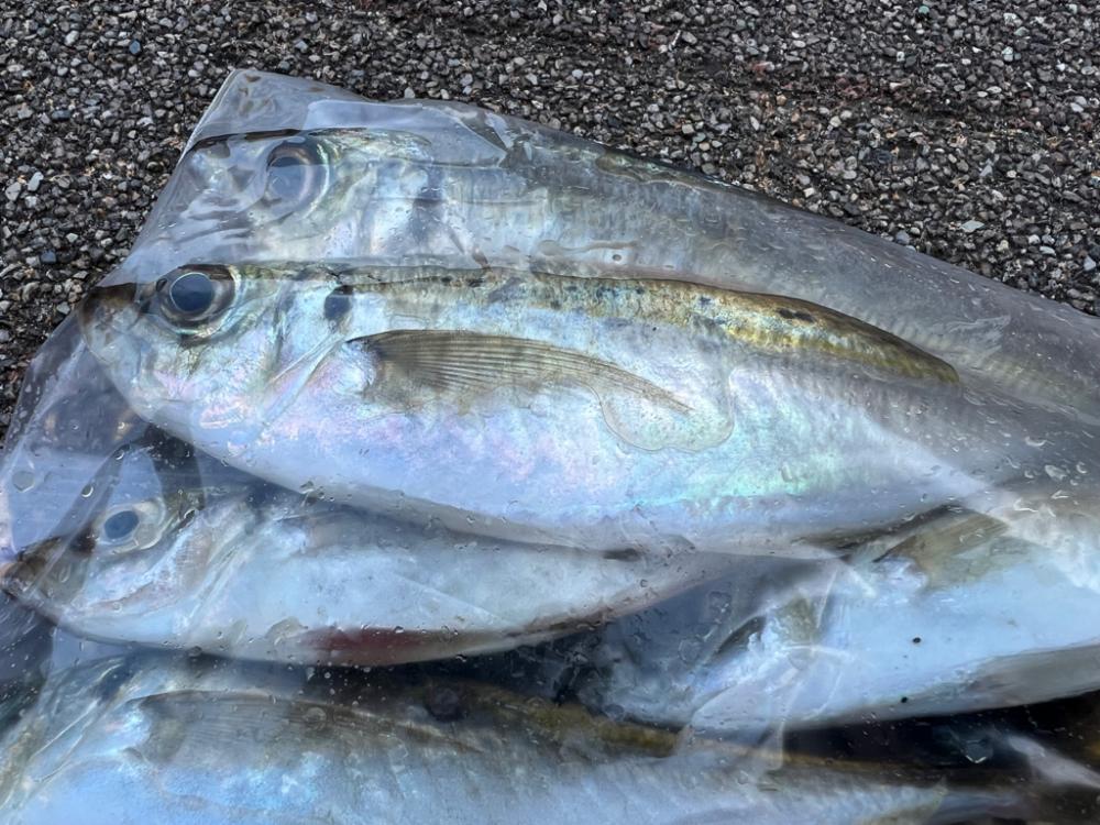 鯵を探して三千里 Vol.40