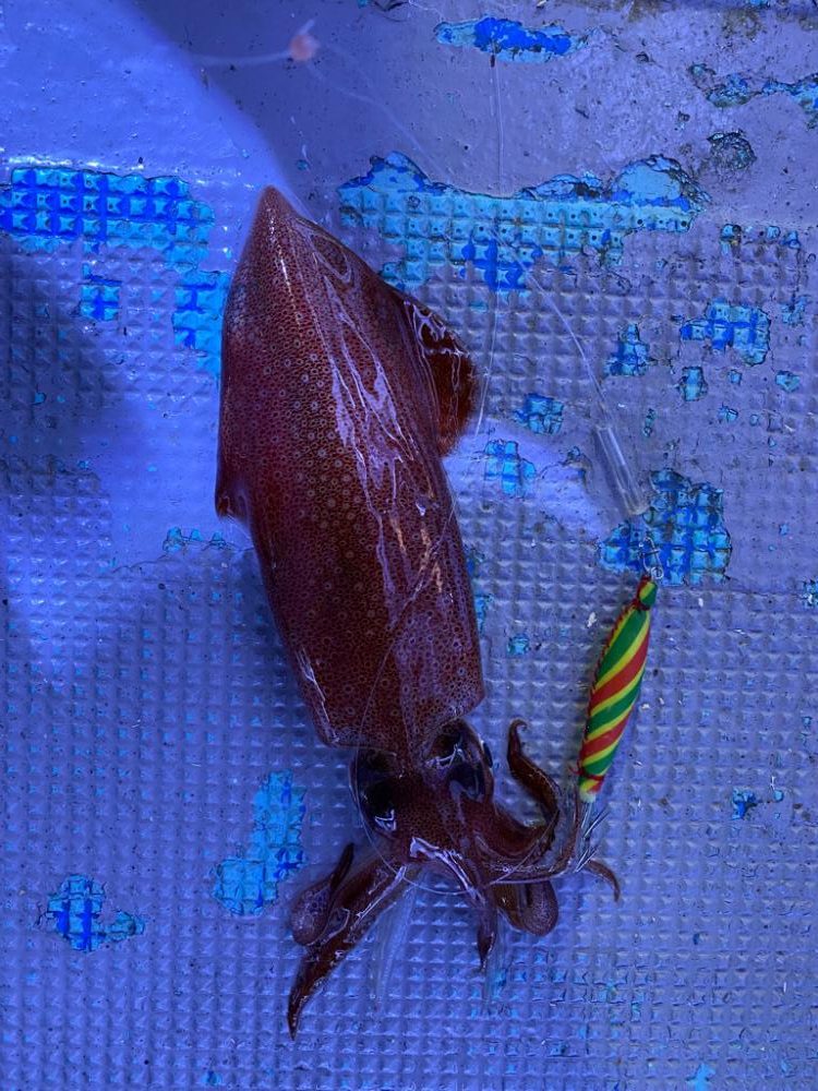 ヤリイカメタルのはずが…