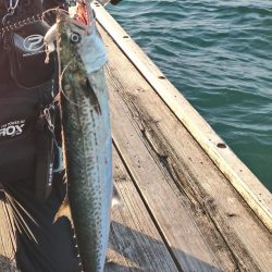 筏ショアジギングでサゴシ