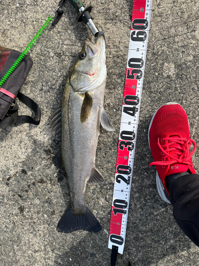 ムコイチ（エビ撒き）