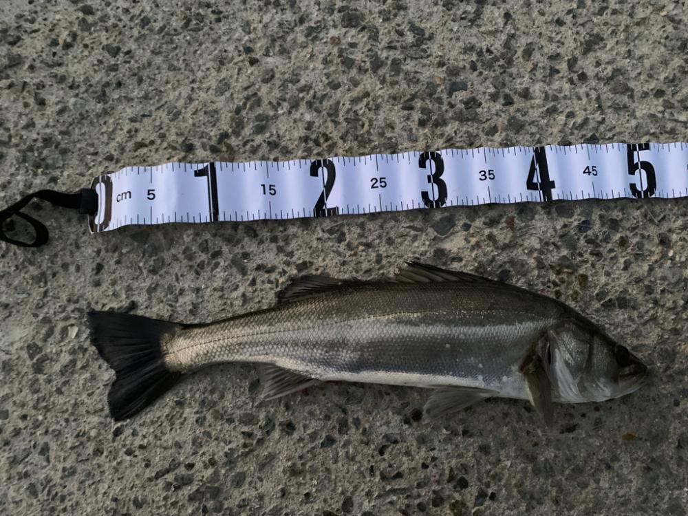 朝シーバス　4本