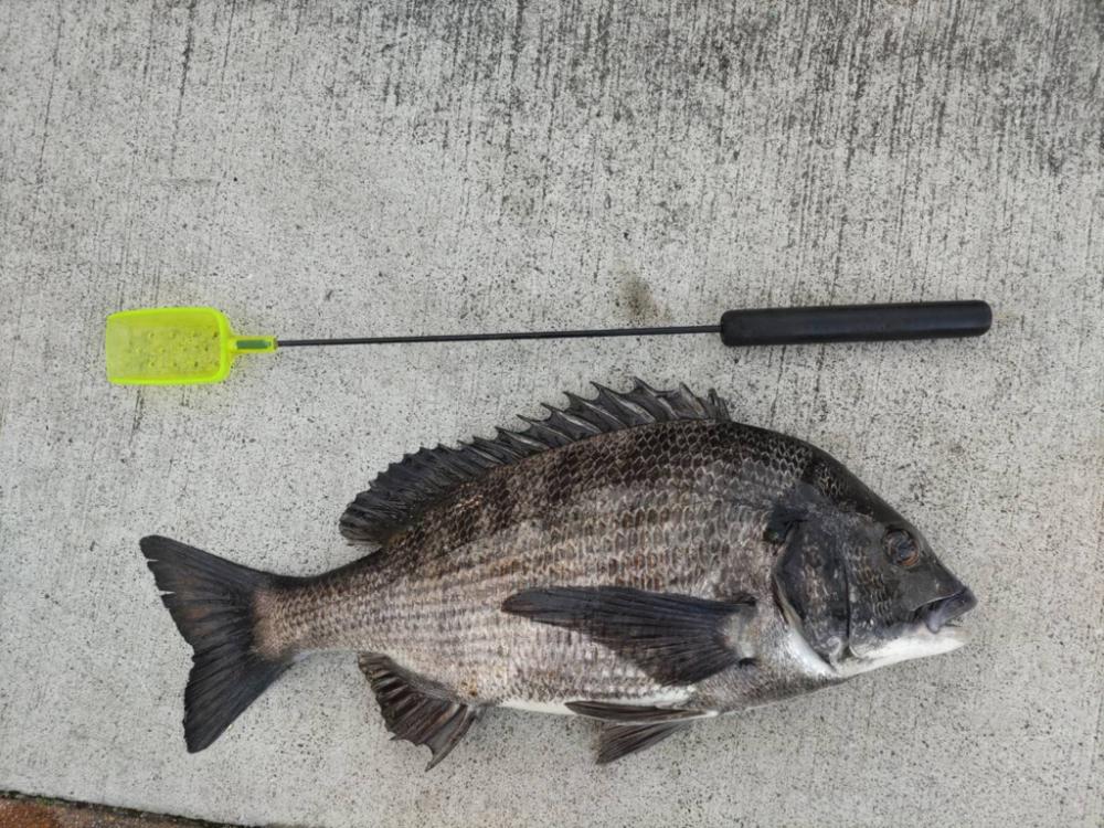 体高のあるセイゴが釣れました