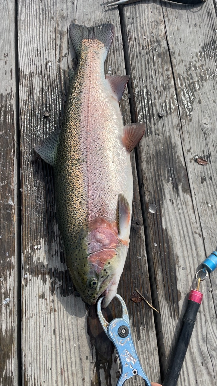 海の釣り堀海恵でクーラーフル満タン！