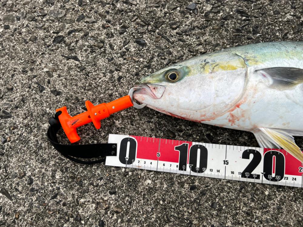 まだ青物モード継続中！