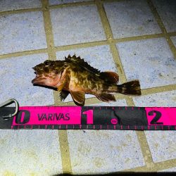 メバルはどこ🙄