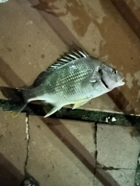 泉大津のアジ探し