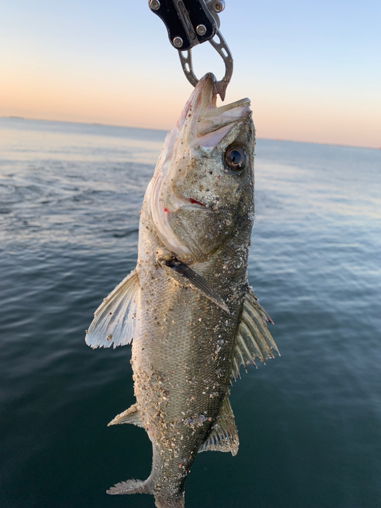 朝マヅメシーバス