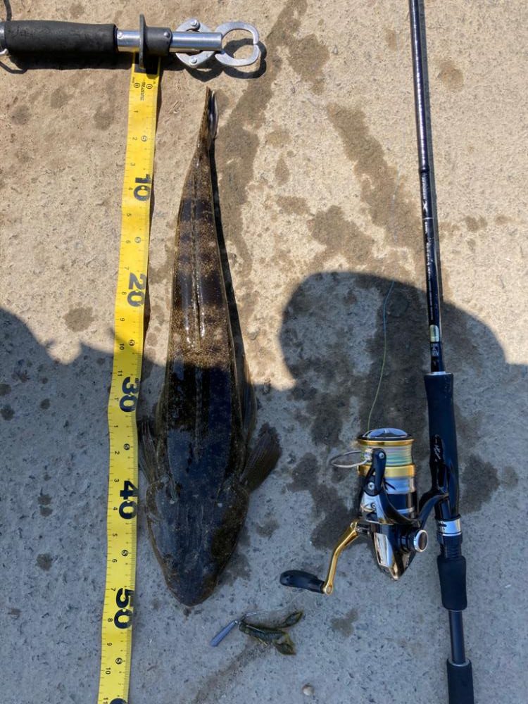 春のマゴチング