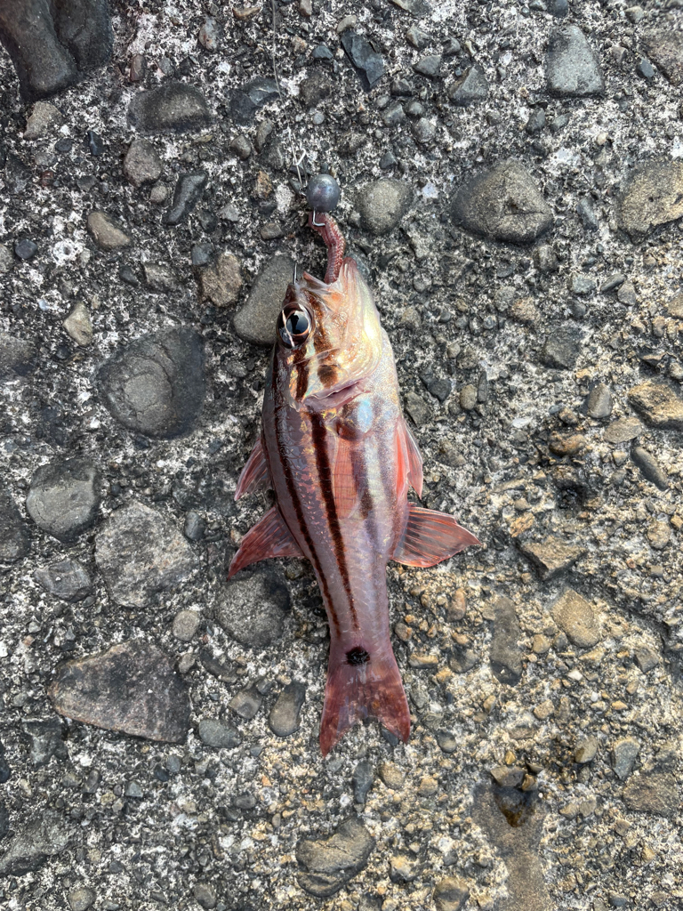 タコちゃんとネンブツダイ