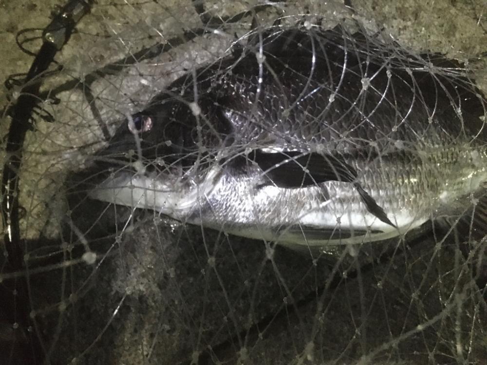 ヘチでチヌ、ブリは不発