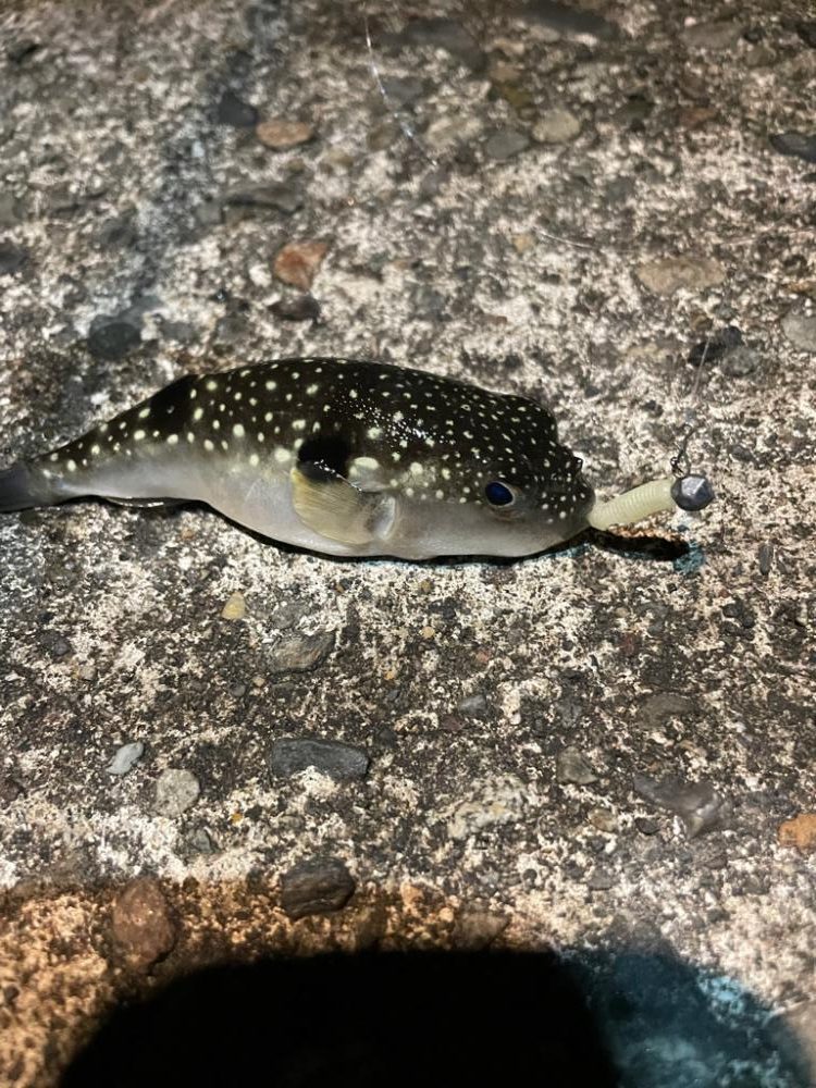 アジングだけど、シーバスが、、、