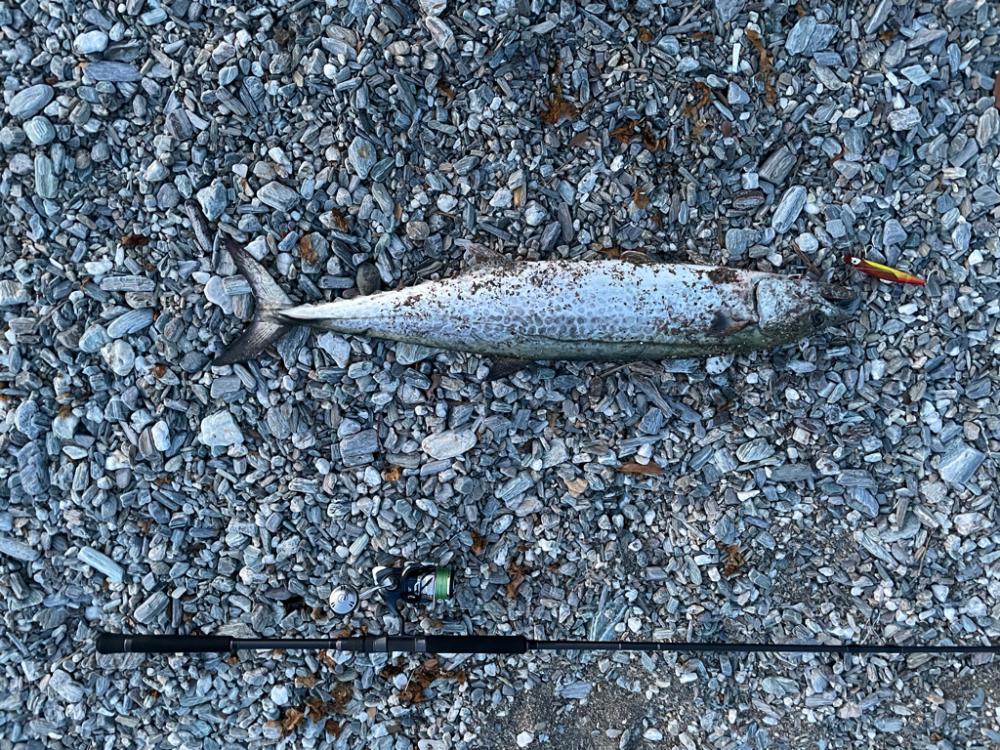 歴代最大サイズ更新