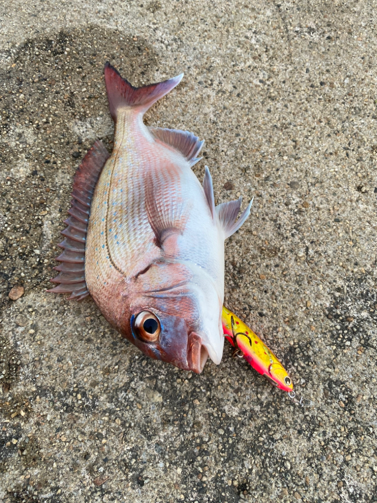 真鯛とシーバス