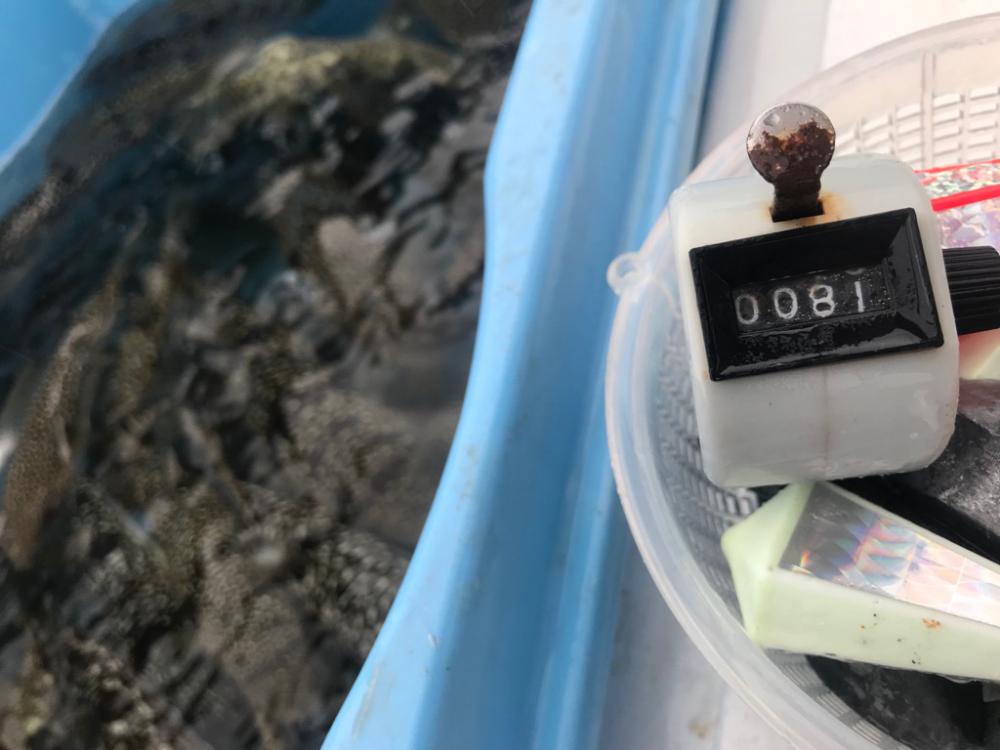 超爆！室津のカットウ