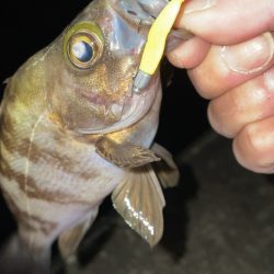 爆風メバリング