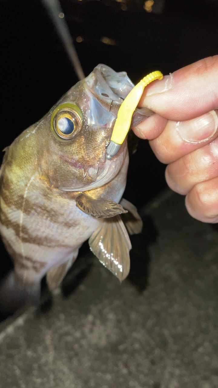 爆風メバリング