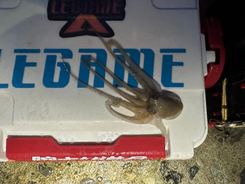 4月14日、4月15日釣果