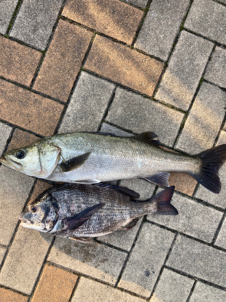 ぽかぽか陽気、魚の活性高い