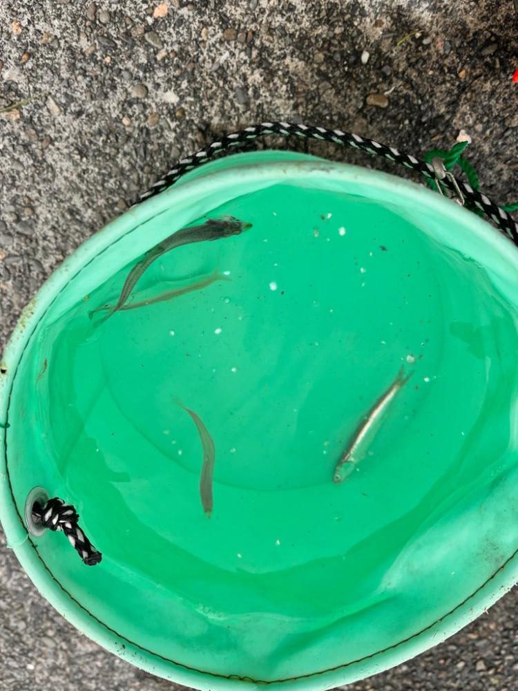 サビキ釣りに行って来ました