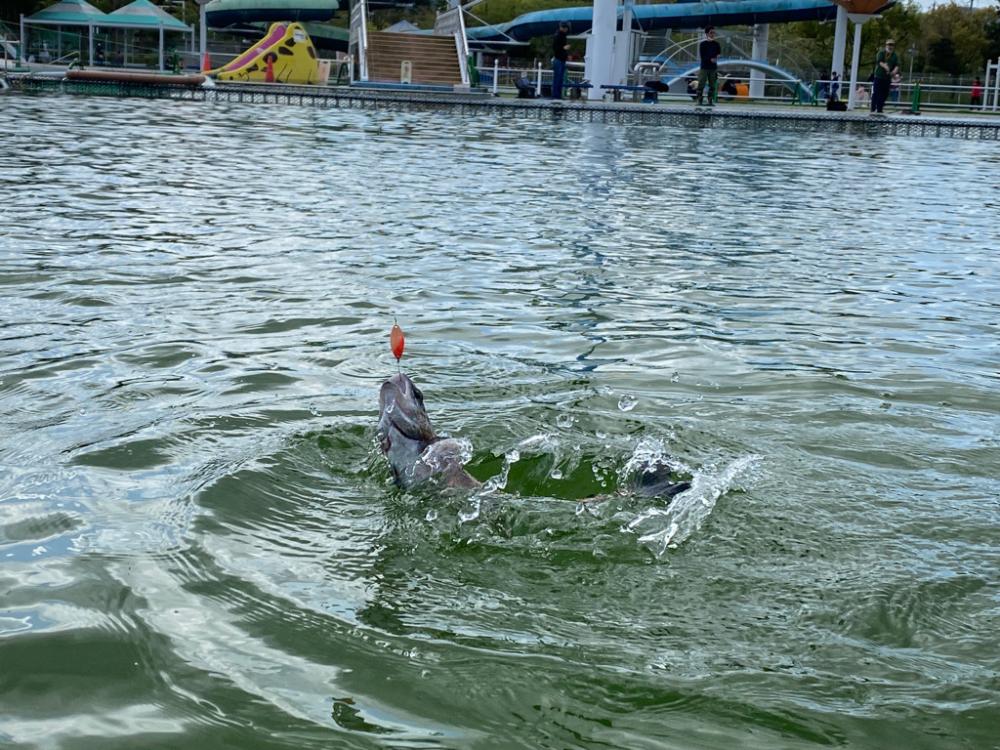 かめプー　放流多めでお祭り