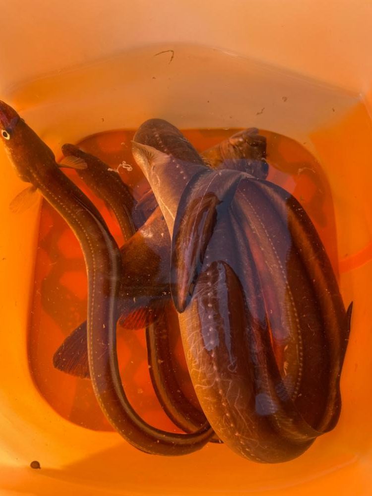 夜中のアナゴ釣り